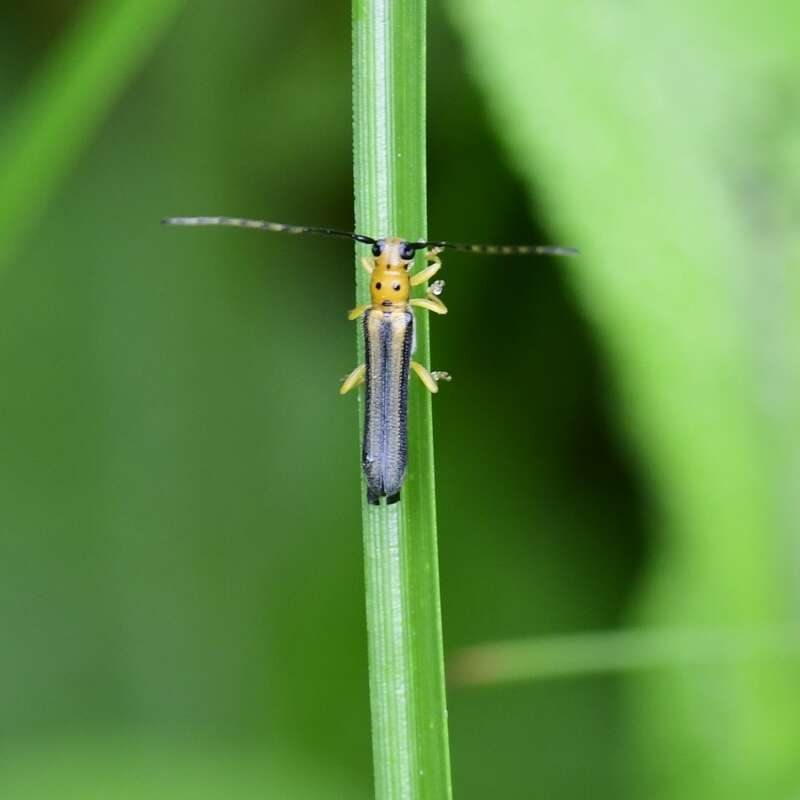 Image of Oberea tripunctata (Swederus 1787)