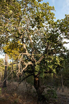 Image of Quercus radiata Trel.