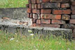 Image of Oenanthe oenanthe oenanthe (Linnaeus 1758)