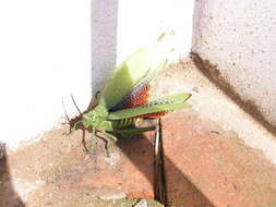 Plancia ëd Phymateus (Phymateus) viridipes subsp. viridipes Stål 1873