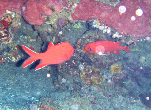 Image of Immaculate Squirrelfish