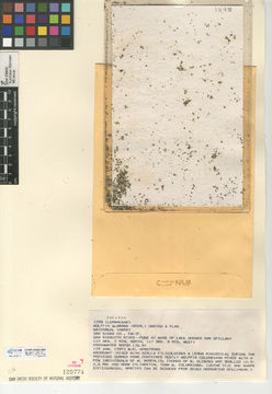 Image of Asian watermeal