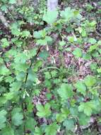 Image of granite gooseberry