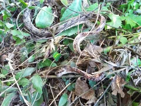 Image of Sri Lankan cat snake