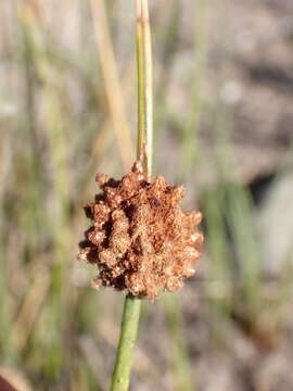 Sivun Afroscirpoides dioeca (Kunth) García-Madr. & Muasya kuva