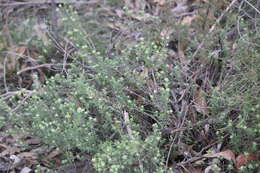 Image of Hibbertia crinita H. R. Toelken