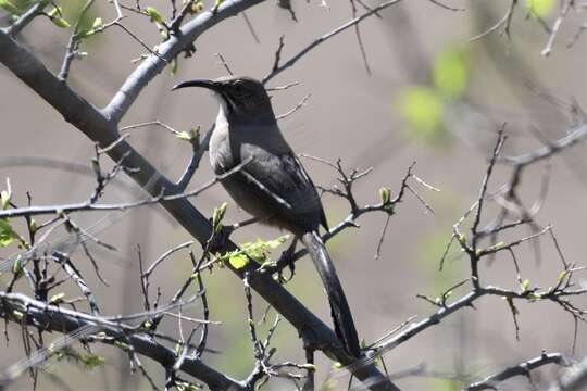 Toxostoma crissale Henry 1858的圖片