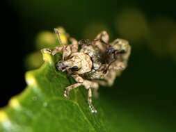 Image of Brachyolus punctatus White 1846