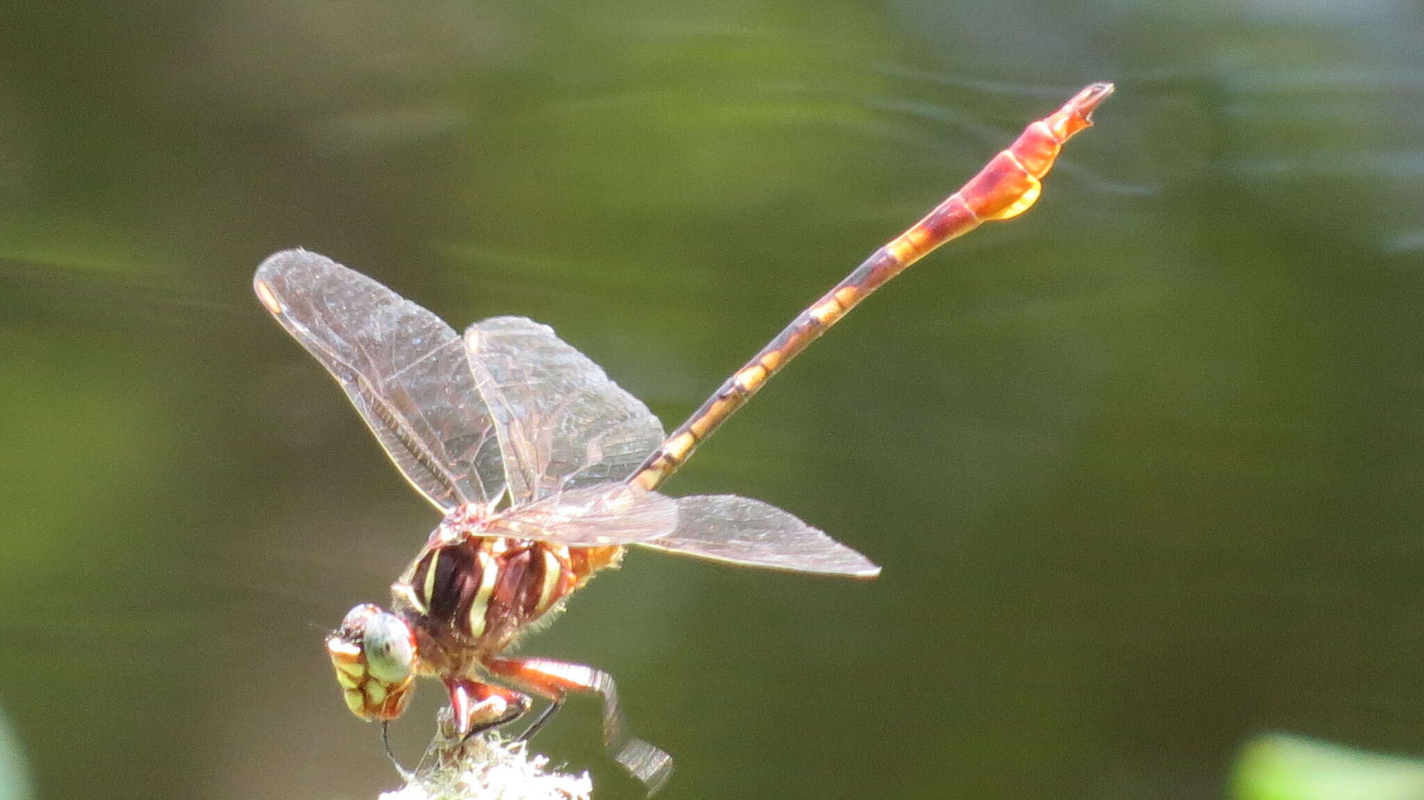 Image of Two-striped Forceptail