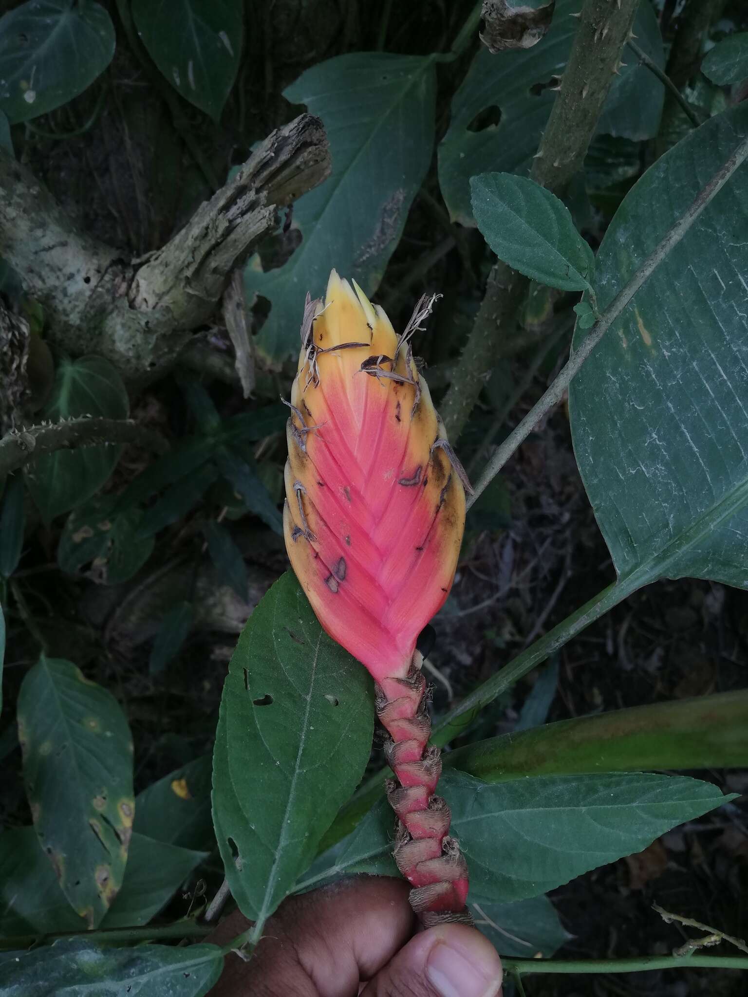 Image of Heliconia episcopalis Vell.