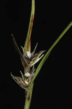 Image de Scleria oligantha Michx.