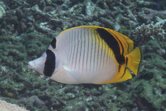 Image of Pig-face Butterflyfish