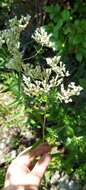 Plancia ëd Eupatorium novaeangliae (Fern.) V. Sullivan ex A. Haines & Sorie