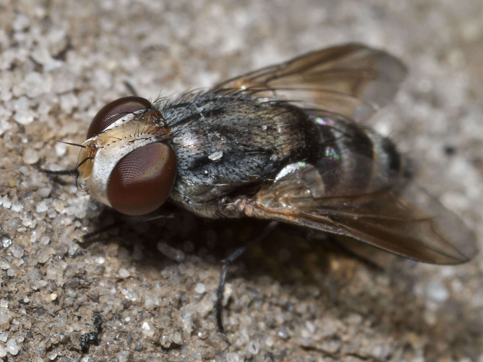 Image de Protomiltogramma laticeps Malloch 1930