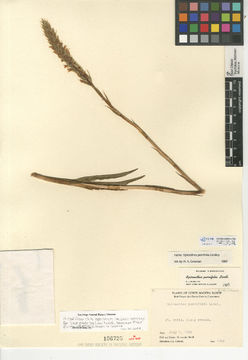 Image of creamy lady's tresses