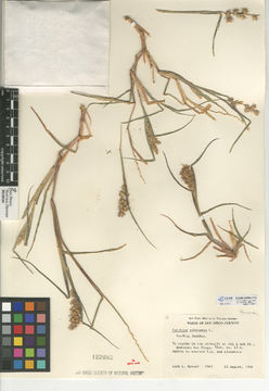 Image of southern sandbur