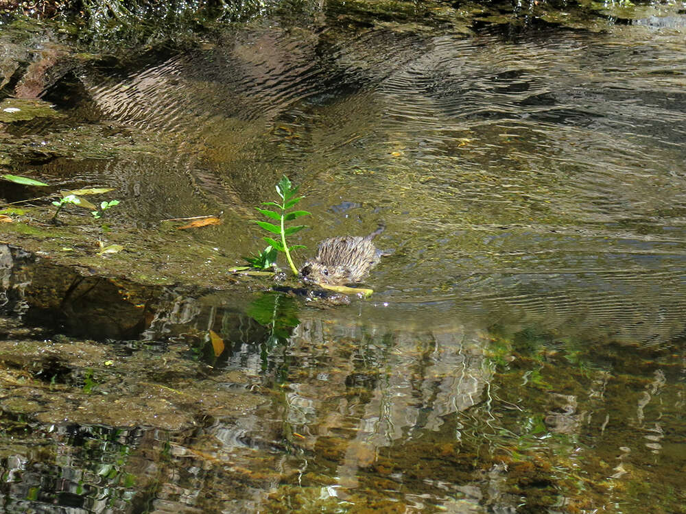 Image of Southern Water Vole