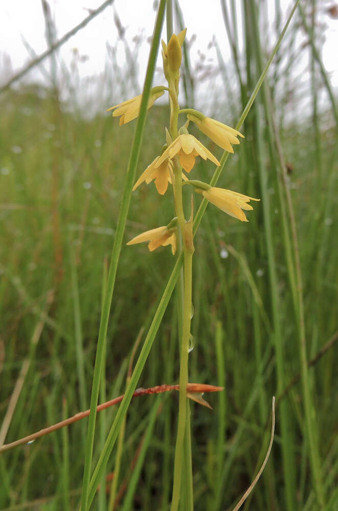 Image de Eulophia milnei Rchb. fil.