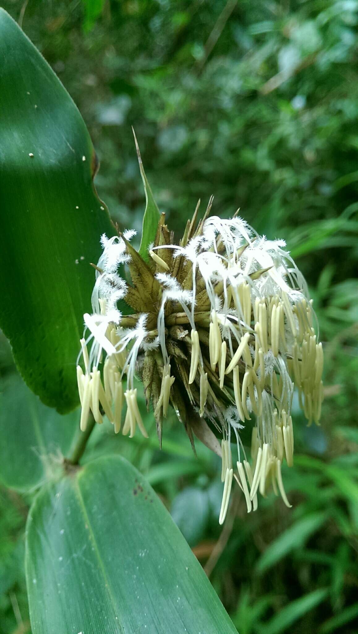 صورة Cathariostachys madagascariensis (A. Camus) S. Dransf.