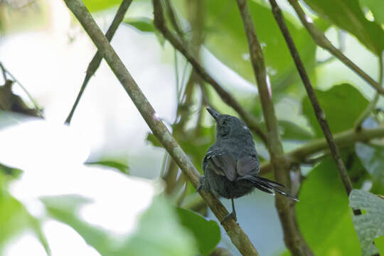 Image of Rio de Janeiro Antbird