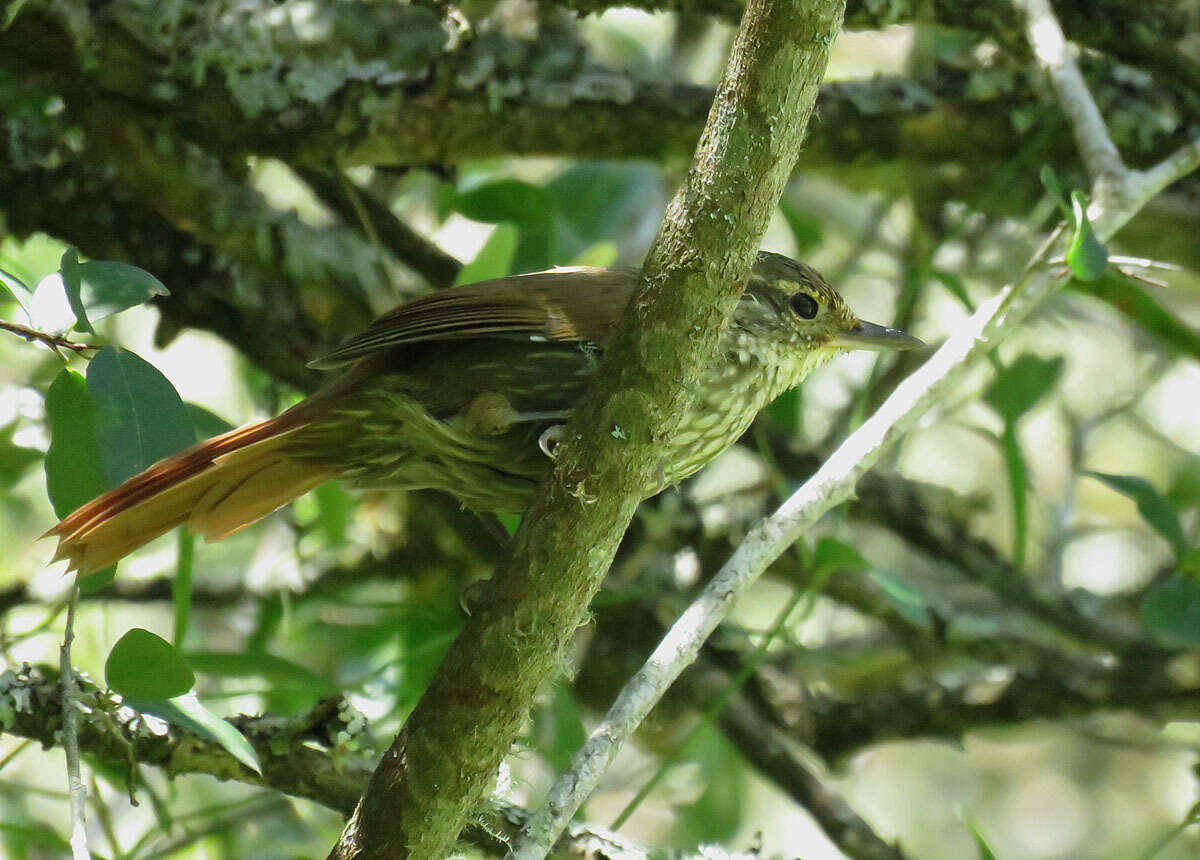 Image of Buff-browed Foliage-gleaner