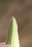 Image of Leontodon tenuiflorus (Gaudin) Rchb.