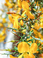 صورة Genista corsica (Loisel.) DC.