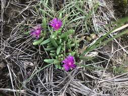 Delosperma obtusum L. Bol. resmi