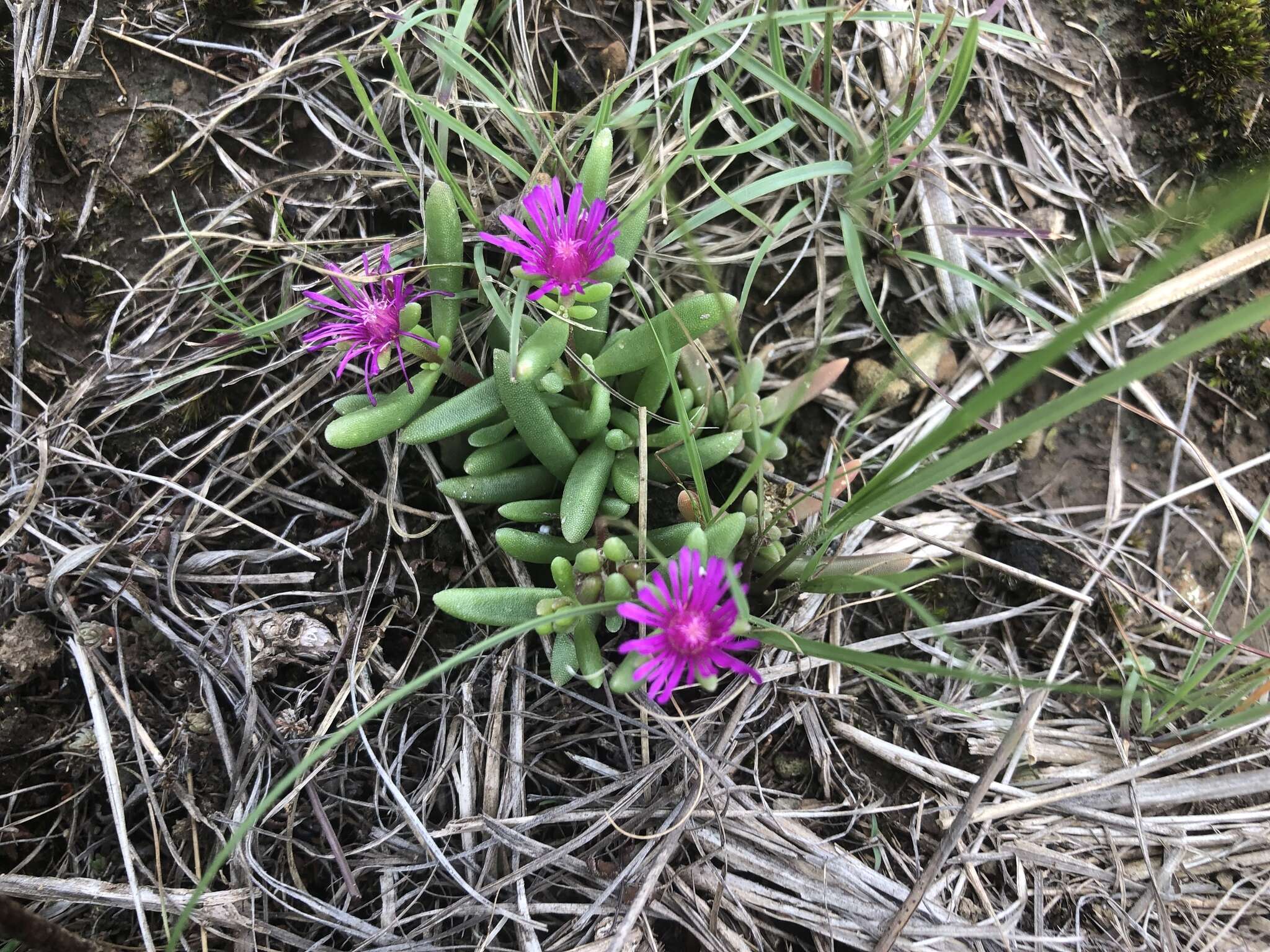 Image of Delosperma obtusum L. Bol.