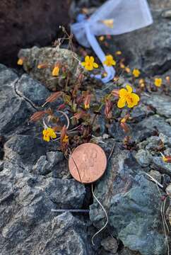 Image of Erythranthe serpentinicola