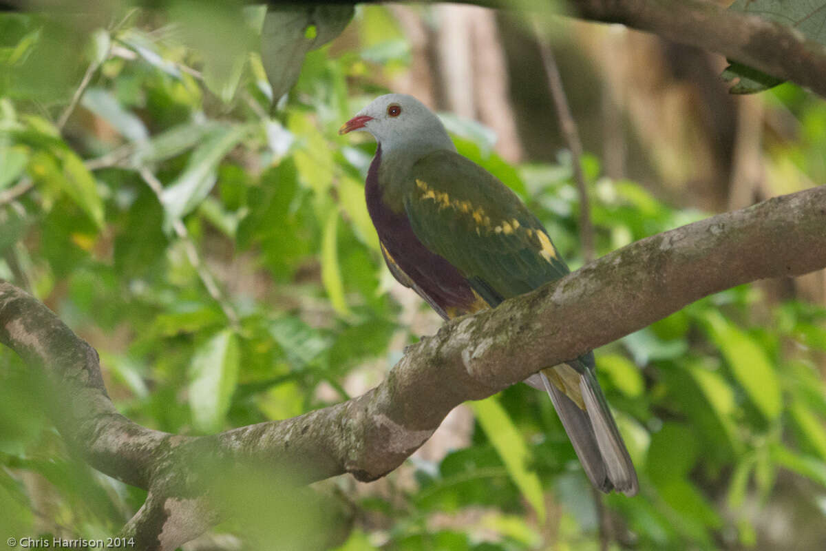 Ptilinopus magnificus (Temminck 1821)的圖片