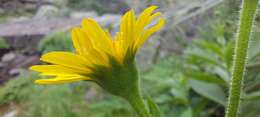 Image of Doronicum corsicum (Loisel.) Poir.