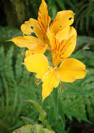 Image of Peruvian-lily