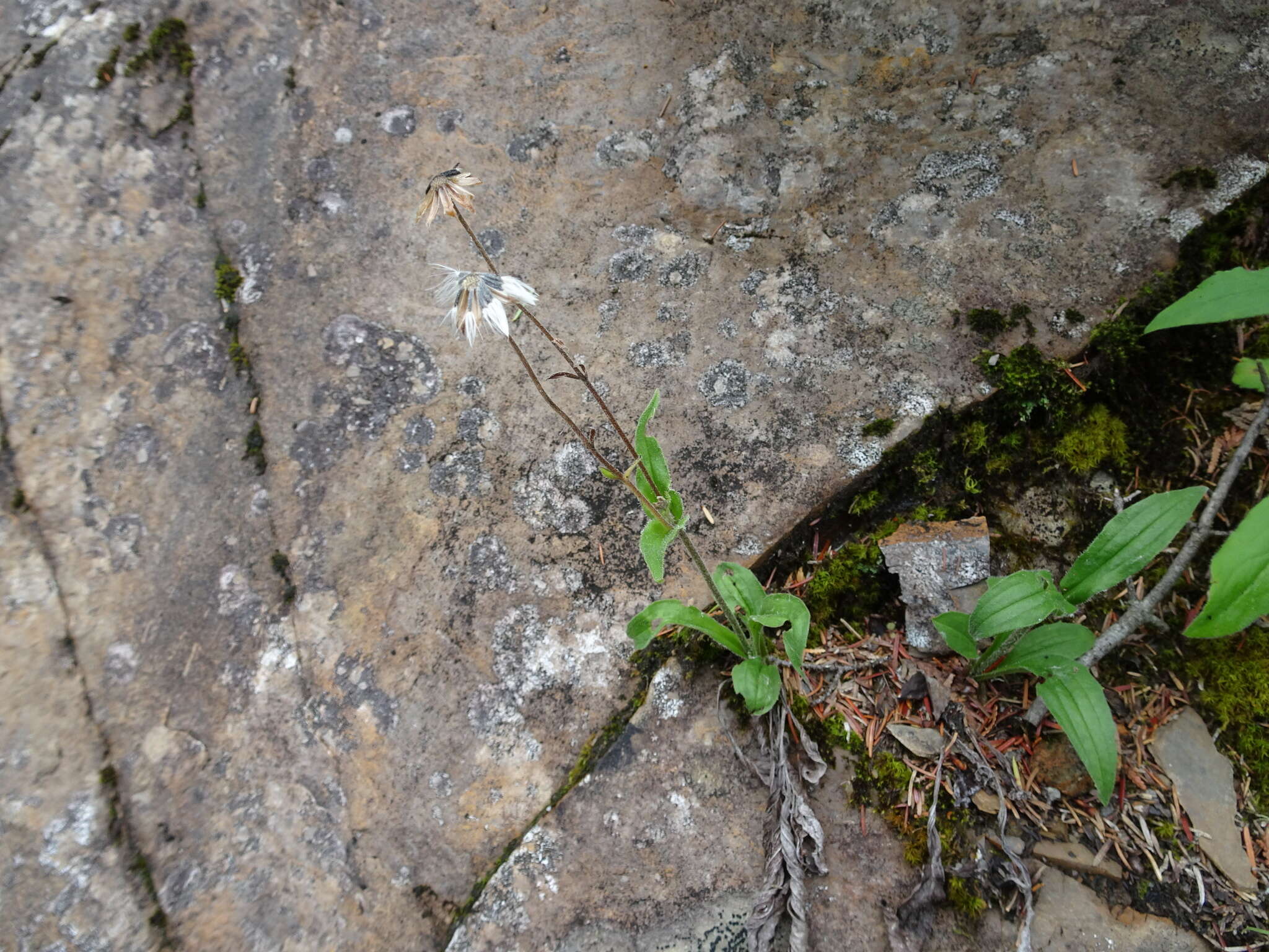 Image of longleaf arnica