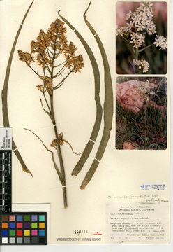 Image of common star lily