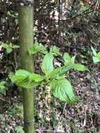 Image of Helwingia japonica subsp. liukiuensis (Hatusima) H. Hara & S. Kurosawa