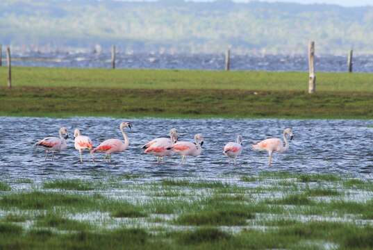 Imagem de Phoenicopterus chilensis Molina 1782