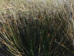 Image of Picrosia longifolia D. Don