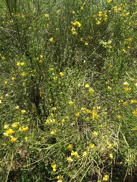 Senna chloroclada (Harms) H. S. Irwin & Barneby resmi