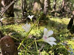 Image of Pineland Zephyr-Lily