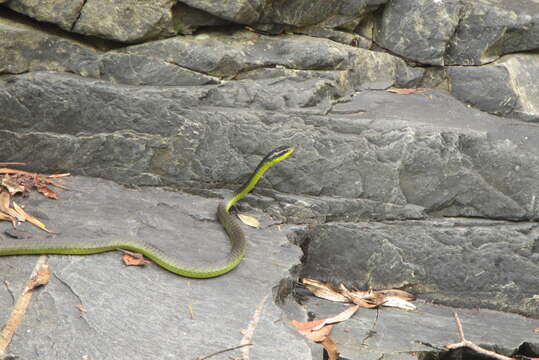 Image de Dendrelaphis punctulatus (Gray 1826)