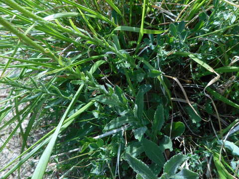 Image of Leucanthemum heterophyllum (Willd.) DC.