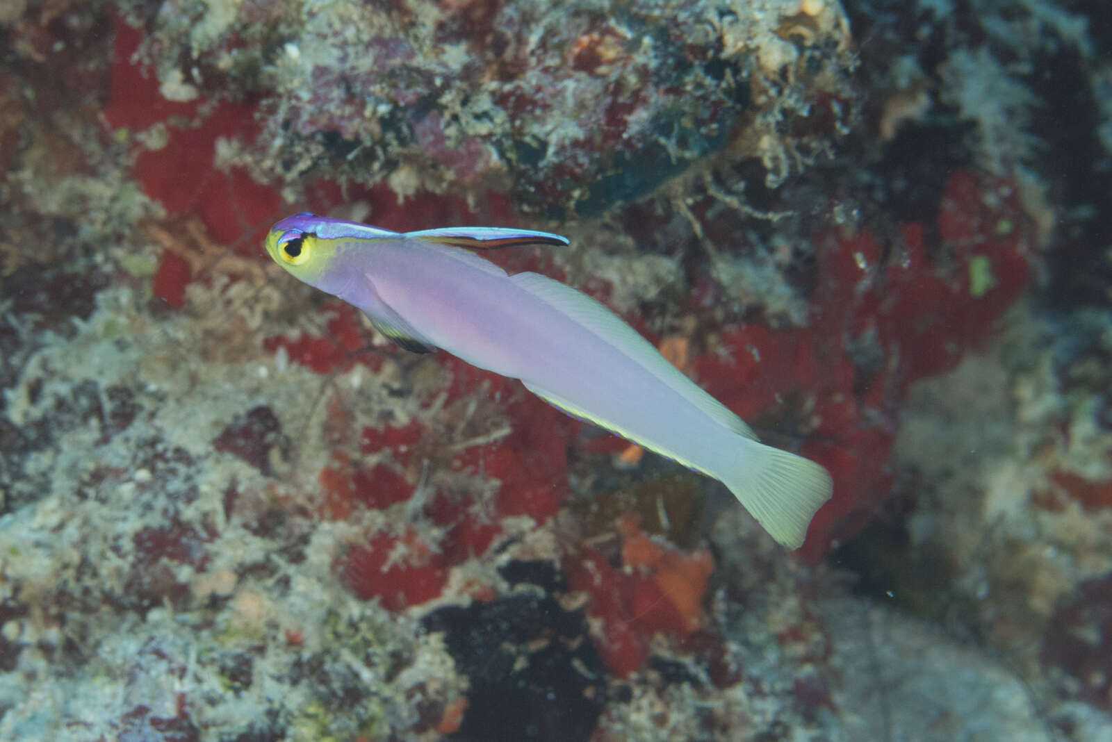 Image of Helfrich's dartfish