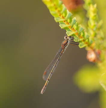 Image of Austrolestes psyche (Hagen ex Selys 1862)