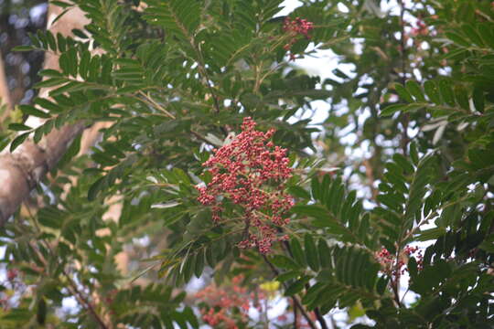 Image of Mosquitoxylum