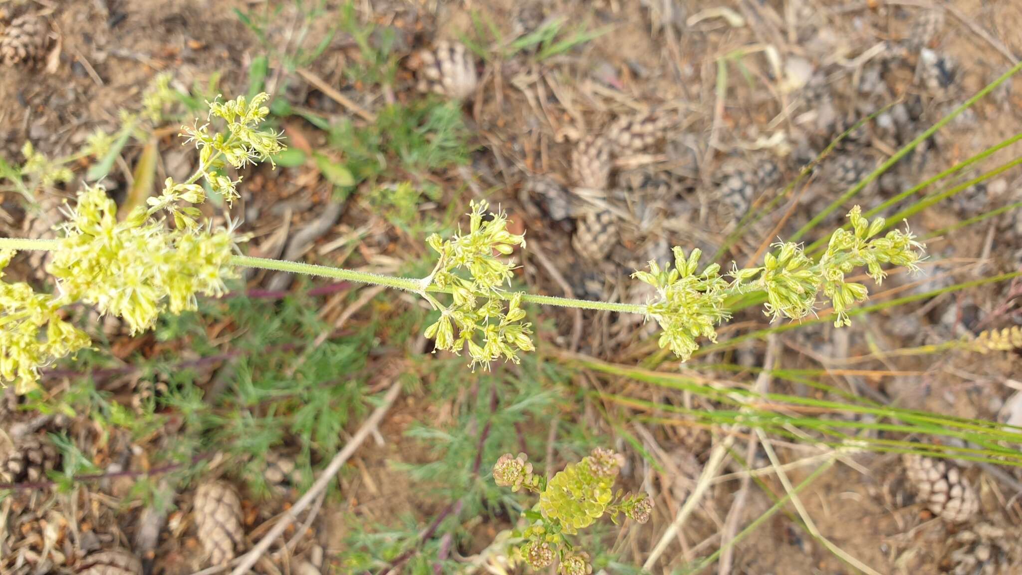 Image of Silene borysthenica (Gruner) Walters