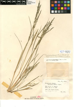 Image of <i>Diplachne fusca</i> var. <i>fascicularis</i>