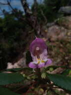 Image of Impatiens tuberosa H. Perrier