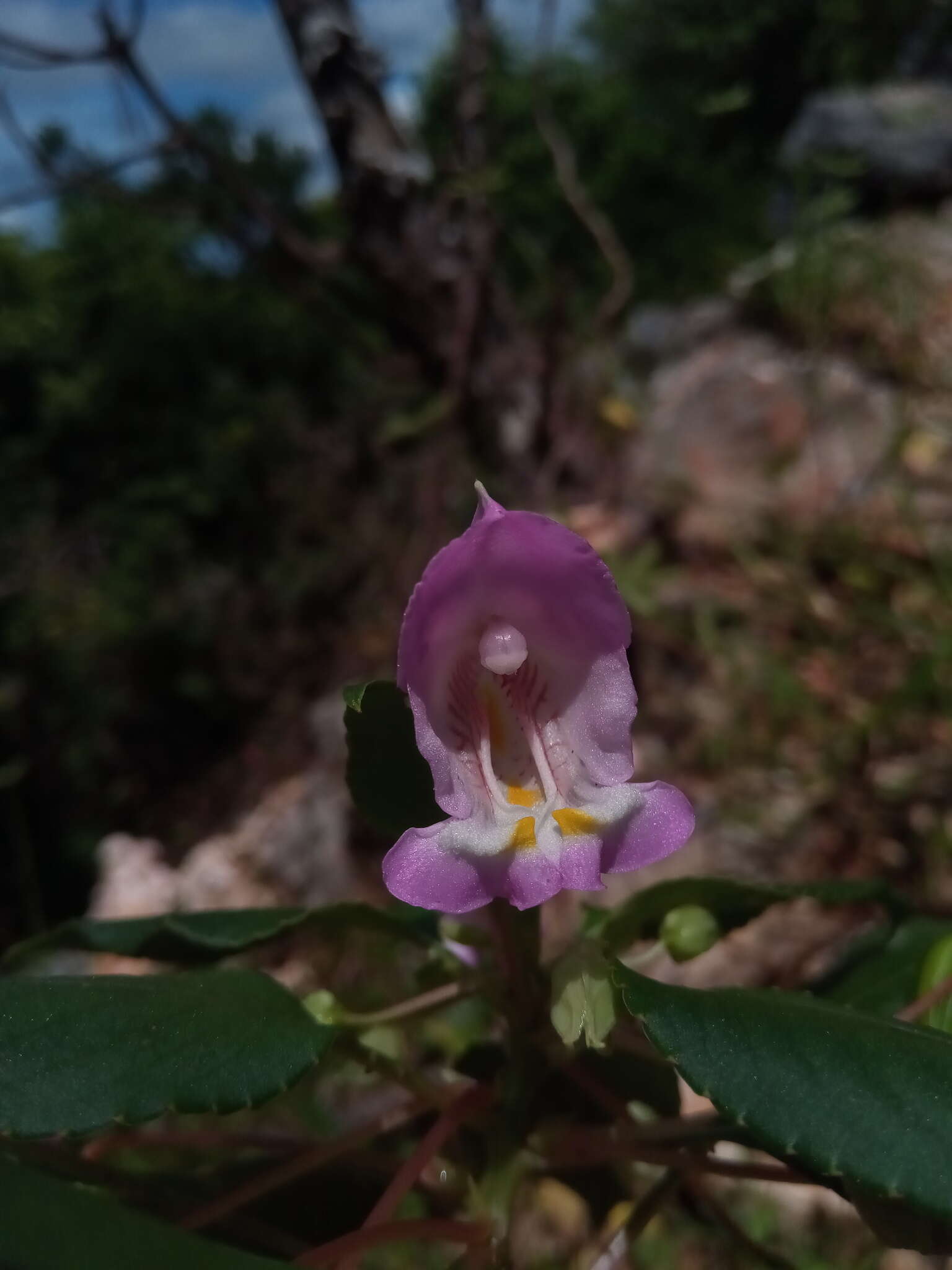 Image of Impatiens tuberosa H. Perrier