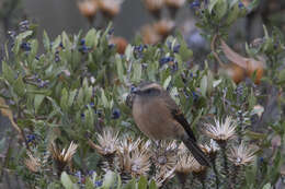 Image of Brown-backed Chat-Tyrant